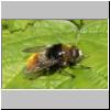 Merodon equestris - Narzissenschwebfliege 25.jpg